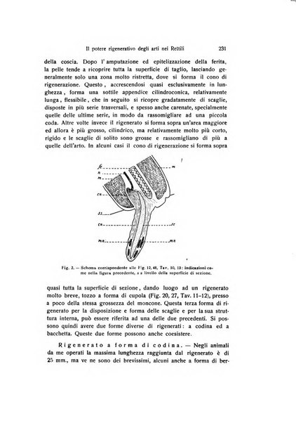 Archivio zoologico italiano pubblicato sotto gli auspicii della Unione Zoologica