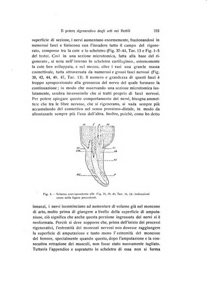 Archivio zoologico italiano pubblicato sotto gli auspicii della Unione Zoologica