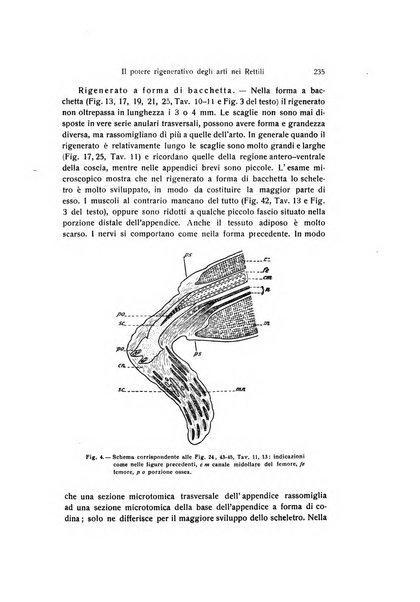 Archivio zoologico italiano pubblicato sotto gli auspicii della Unione Zoologica