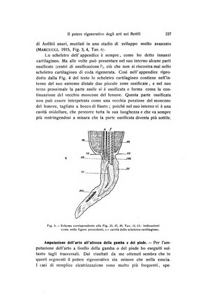 Archivio zoologico italiano pubblicato sotto gli auspicii della Unione Zoologica