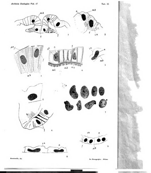 Archivio zoologico italiano pubblicato sotto gli auspicii della Unione Zoologica