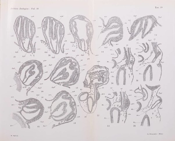 Archivio zoologico italiano pubblicato sotto gli auspicii della Unione Zoologica