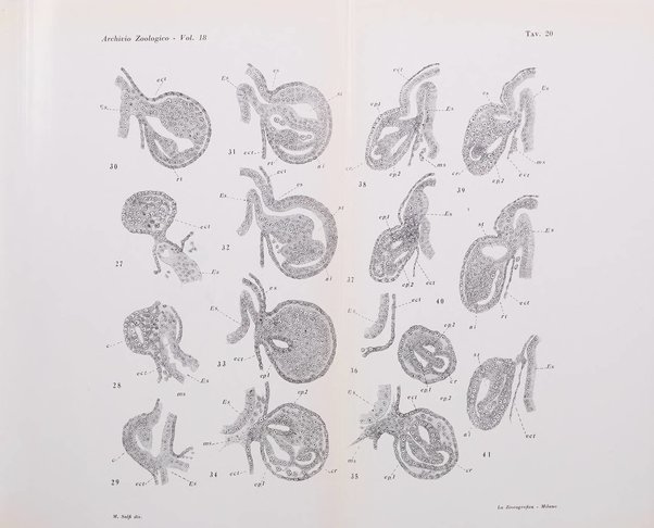 Archivio zoologico italiano pubblicato sotto gli auspicii della Unione Zoologica