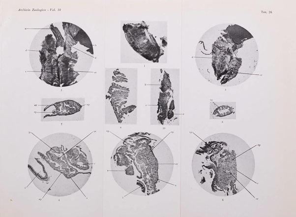 Archivio zoologico italiano pubblicato sotto gli auspicii della Unione Zoologica