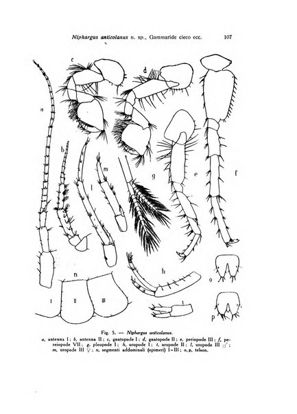 Archivio zoologico italiano pubblicato sotto gli auspicii della Unione Zoologica