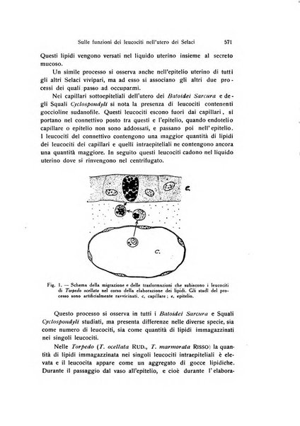 Archivio zoologico italiano pubblicato sotto gli auspicii della Unione Zoologica