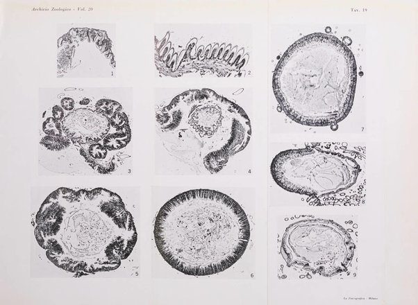 Archivio zoologico italiano pubblicato sotto gli auspicii della Unione Zoologica