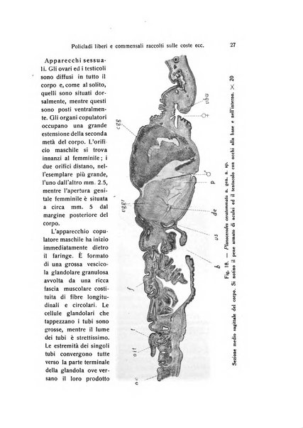 Archivio zoologico italiano pubblicato sotto gli auspicii della Unione Zoologica