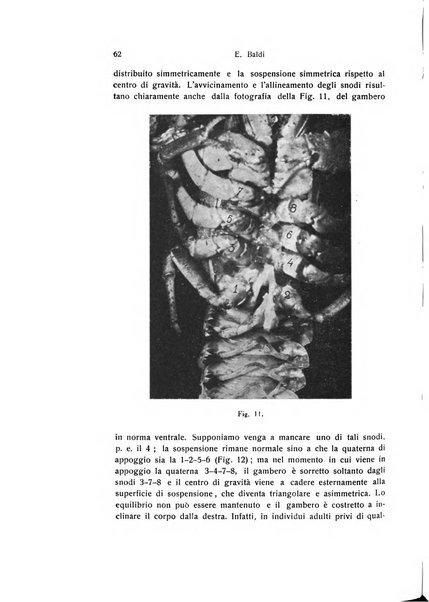 Archivio zoologico italiano pubblicato sotto gli auspicii della Unione Zoologica