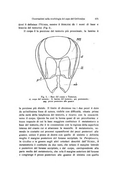 Archivio zoologico italiano pubblicato sotto gli auspicii della Unione Zoologica