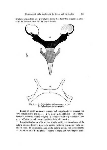 Archivio zoologico italiano pubblicato sotto gli auspicii della Unione Zoologica