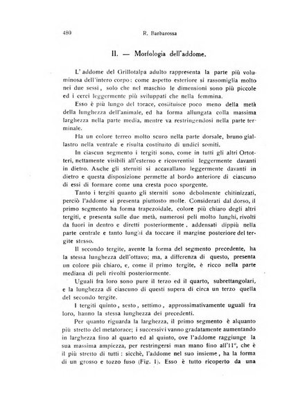 Archivio zoologico italiano pubblicato sotto gli auspicii della Unione Zoologica