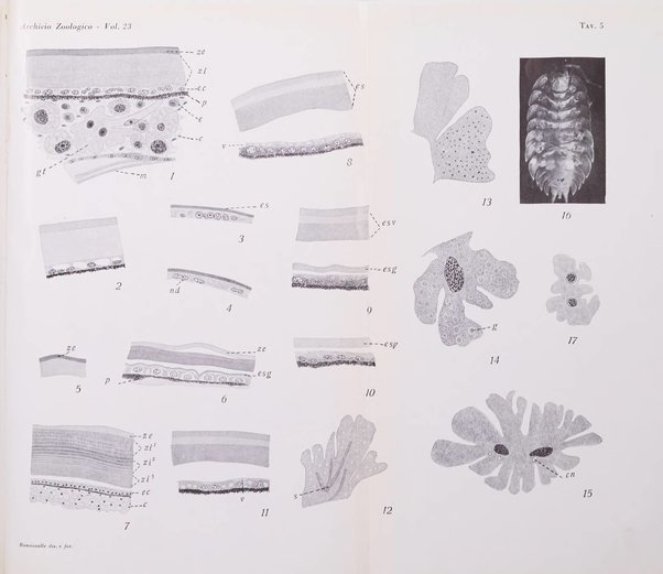 Archivio zoologico italiano pubblicato sotto gli auspicii della Unione Zoologica