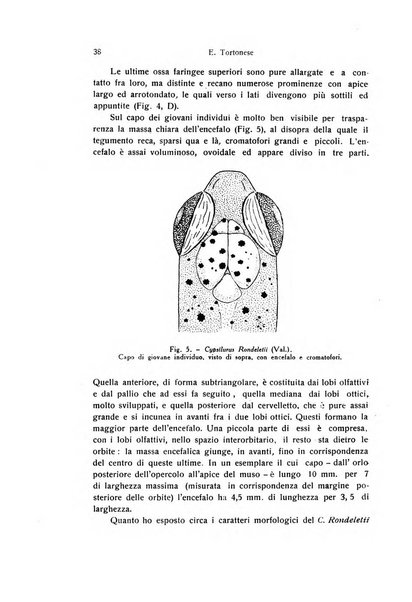 Archivio zoologico italiano pubblicato sotto gli auspicii della Unione Zoologica