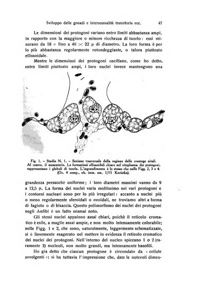 Archivio zoologico italiano pubblicato sotto gli auspicii della Unione Zoologica