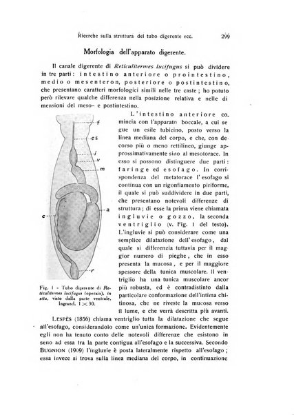 Archivio zoologico italiano pubblicato sotto gli auspicii della Unione Zoologica