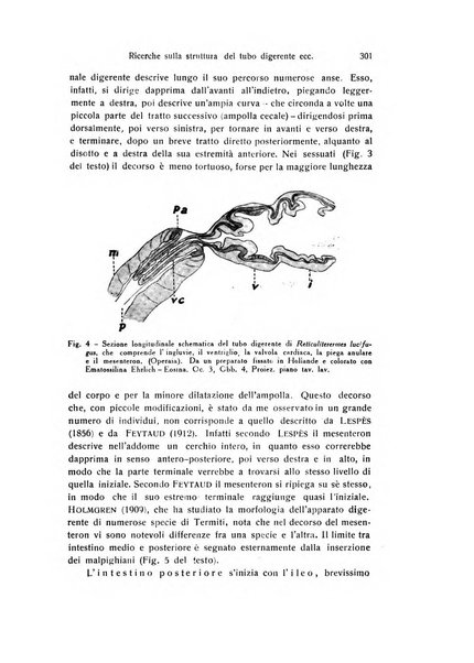 Archivio zoologico italiano pubblicato sotto gli auspicii della Unione Zoologica