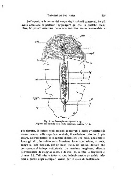 Archivio zoologico italiano pubblicato sotto gli auspicii della Unione Zoologica