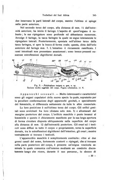 Archivio zoologico italiano pubblicato sotto gli auspicii della Unione Zoologica