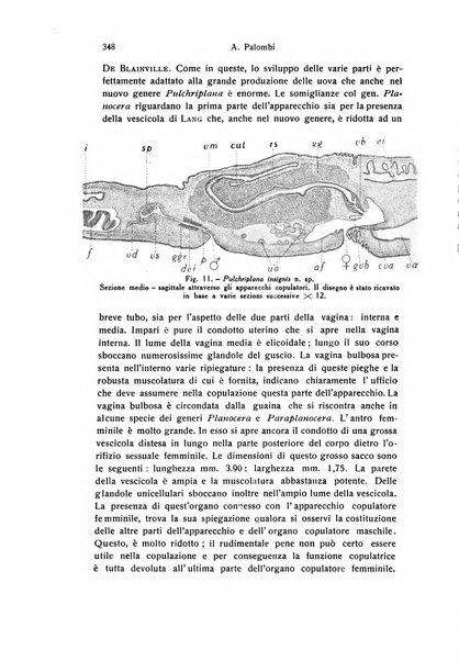 Archivio zoologico italiano pubblicato sotto gli auspicii della Unione Zoologica