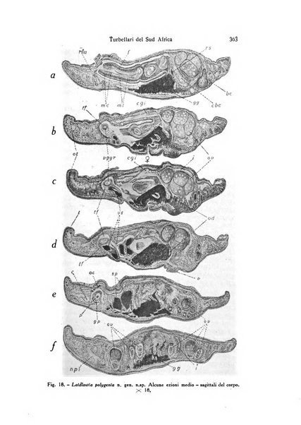 Archivio zoologico italiano pubblicato sotto gli auspicii della Unione Zoologica