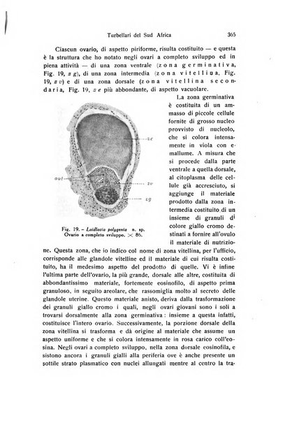 Archivio zoologico italiano pubblicato sotto gli auspicii della Unione Zoologica