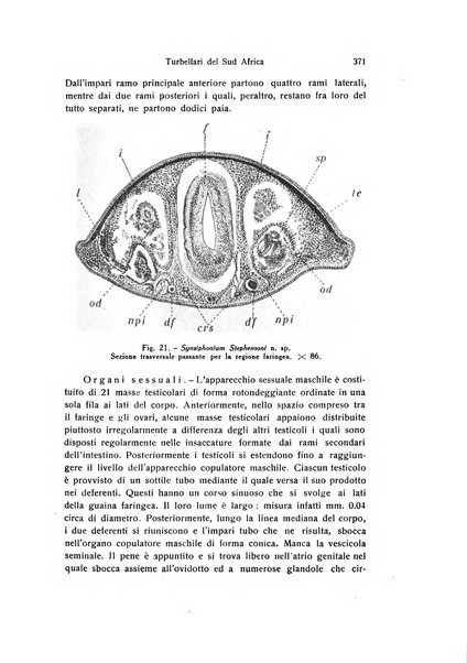 Archivio zoologico italiano pubblicato sotto gli auspicii della Unione Zoologica