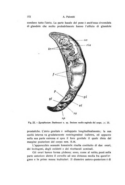 Archivio zoologico italiano pubblicato sotto gli auspicii della Unione Zoologica