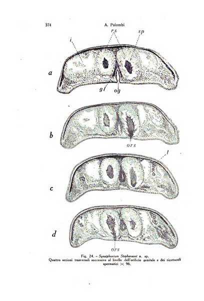 Archivio zoologico italiano pubblicato sotto gli auspicii della Unione Zoologica