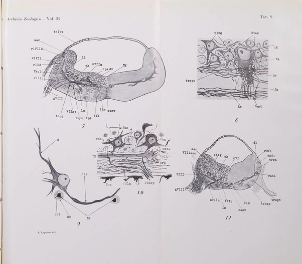 Archivio zoologico italiano pubblicato sotto gli auspicii della Unione Zoologica