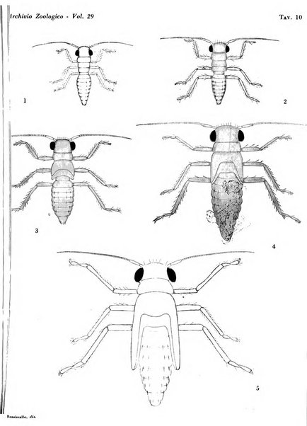 Archivio zoologico italiano pubblicato sotto gli auspicii della Unione Zoologica