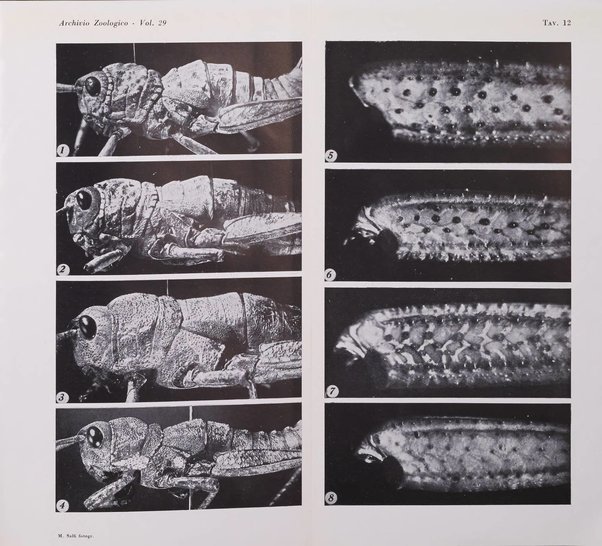 Archivio zoologico italiano pubblicato sotto gli auspicii della Unione Zoologica