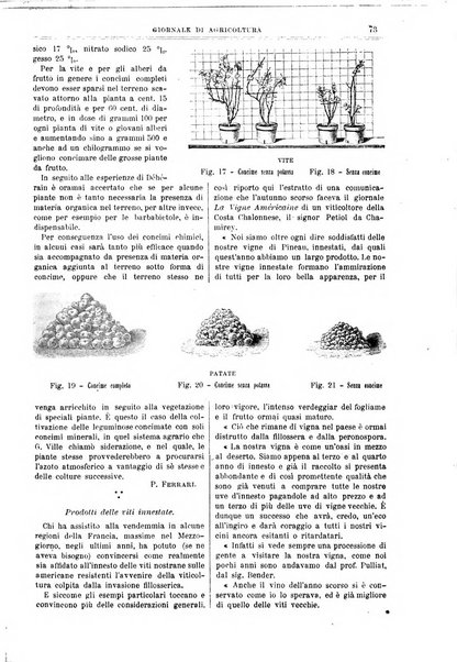 L' Italia agricola giornale di agricoltura