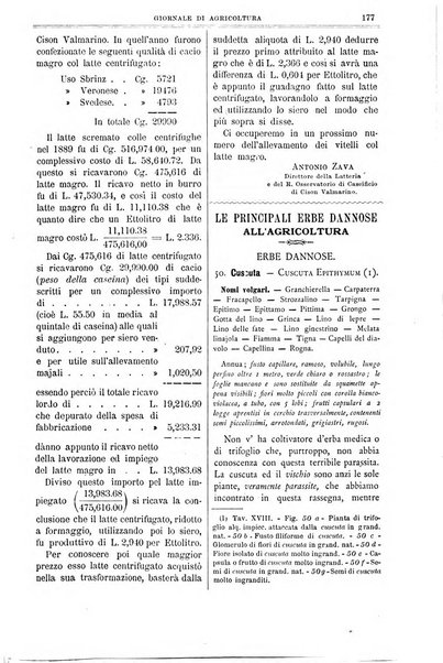 L' Italia agricola giornale di agricoltura