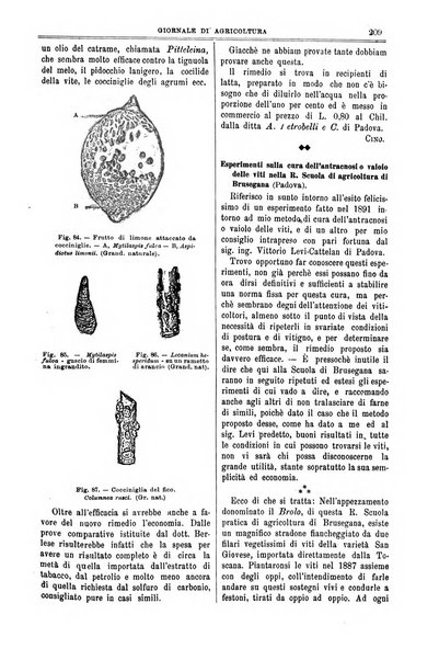 L' Italia agricola giornale di agricoltura