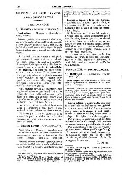 L' Italia agricola giornale di agricoltura