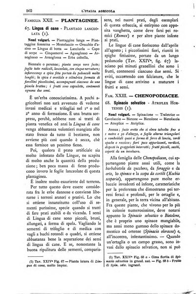 L' Italia agricola giornale di agricoltura