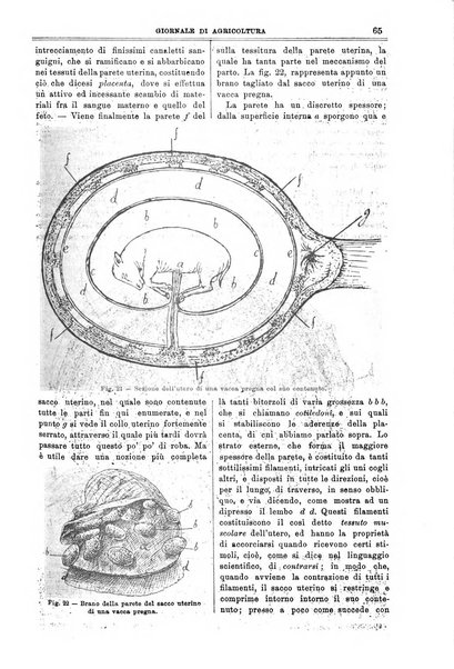 L' Italia agricola giornale di agricoltura