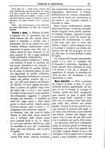 L' Italia agricola giornale di agricoltura