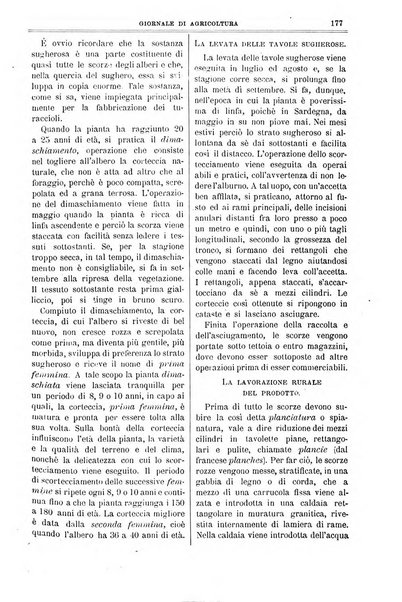 L' Italia agricola giornale di agricoltura