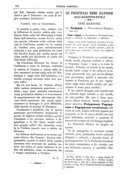 L' Italia agricola giornale di agricoltura