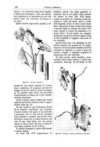 L' Italia agricola giornale di agricoltura