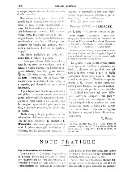 L' Italia agricola giornale di agricoltura