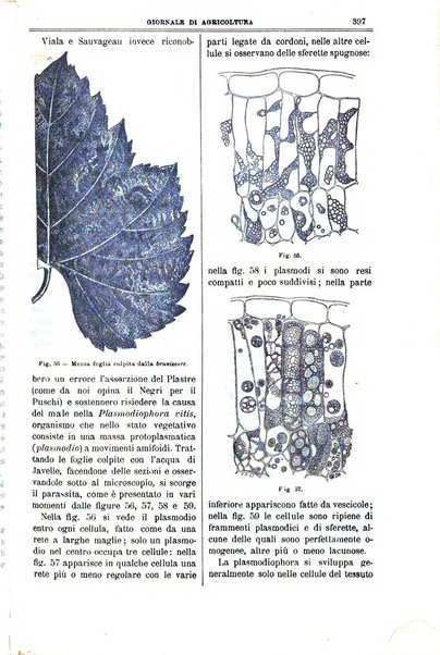 L' Italia agricola giornale di agricoltura