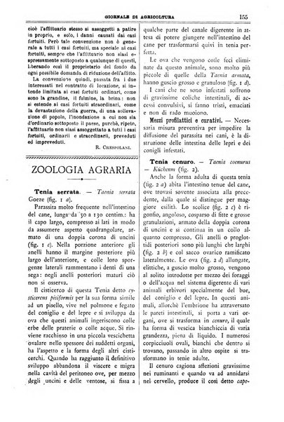 L' Italia agricola giornale di agricoltura