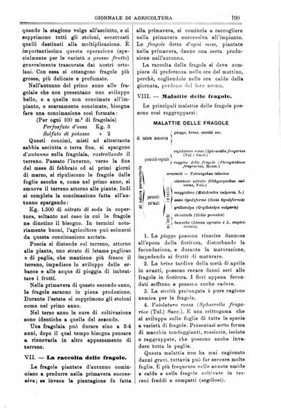 L' Italia agricola giornale di agricoltura