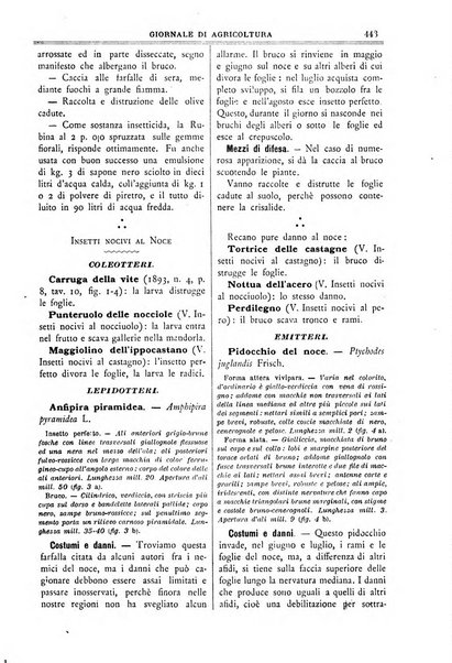 L' Italia agricola giornale di agricoltura