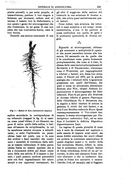 L' Italia agricola giornale di agricoltura