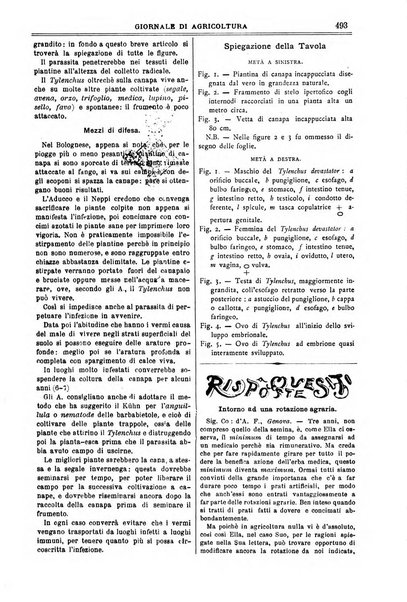 L' Italia agricola giornale di agricoltura