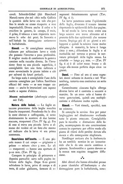 L' Italia agricola giornale di agricoltura